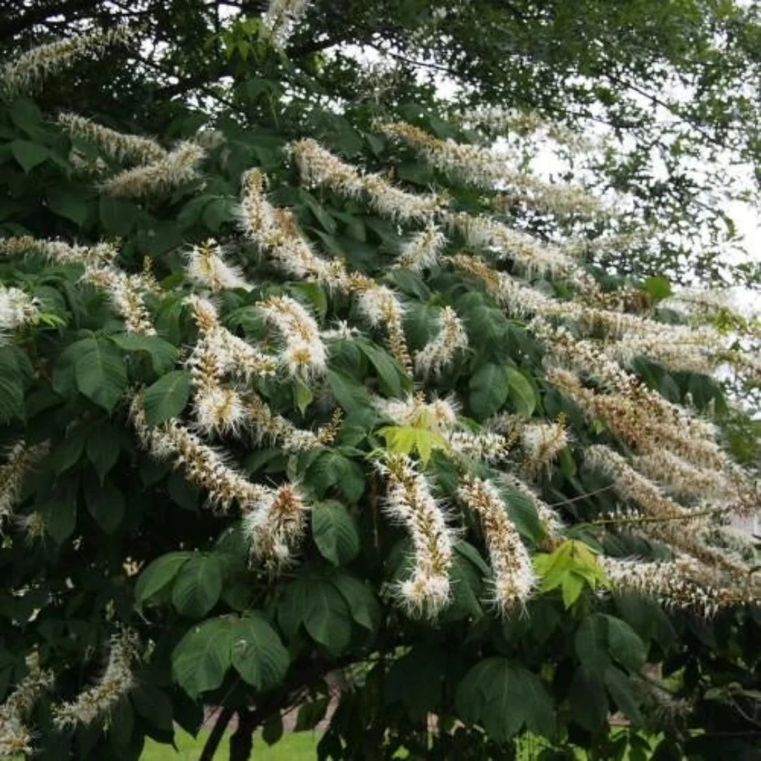 White Bottlebrush Buckeye – Native Spectacular White Summer Bloomer (Aesculus parviflora)
