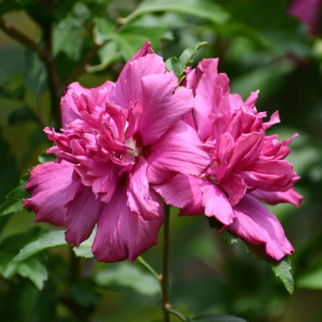 Close-up of Double Althea Red Rose of Sharon blooms