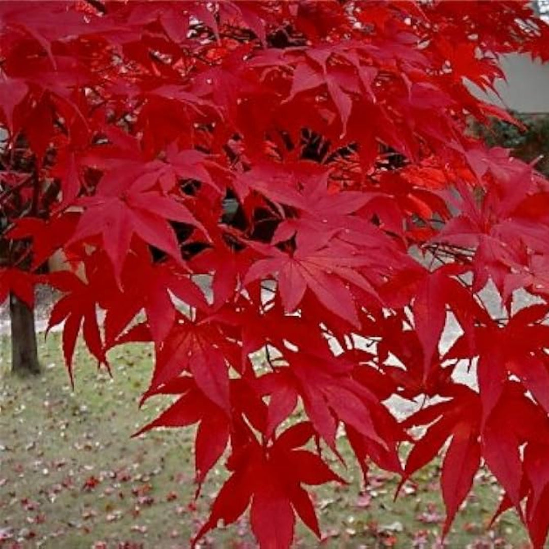 Healthy Oshio Beni Japanese Maple tree in a nursery pot
