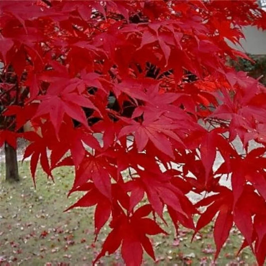 Oshu Beni Japanese Maple showing vivid red leaves and layered branching