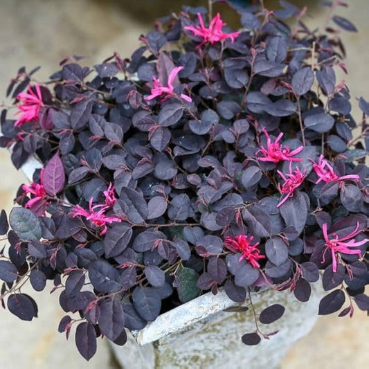 Purple foliage Dwarf Loropetalum plant