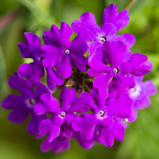 Purple Verbena perennial garden plant