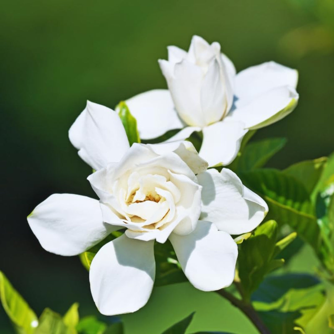 Fragrant white blooms on Gardenia shrub