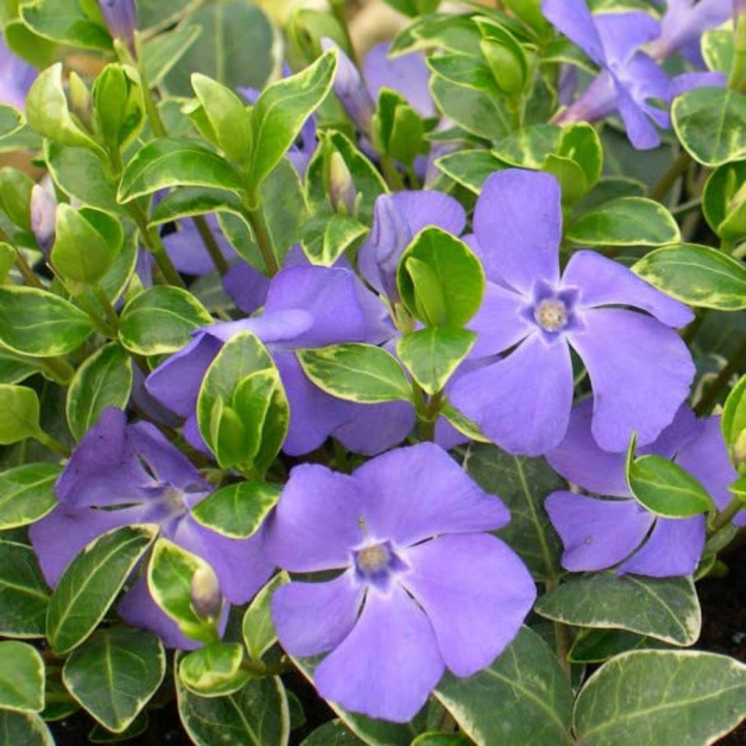 Large leaf periwinkle plant ideal for shade groundcover landscaping