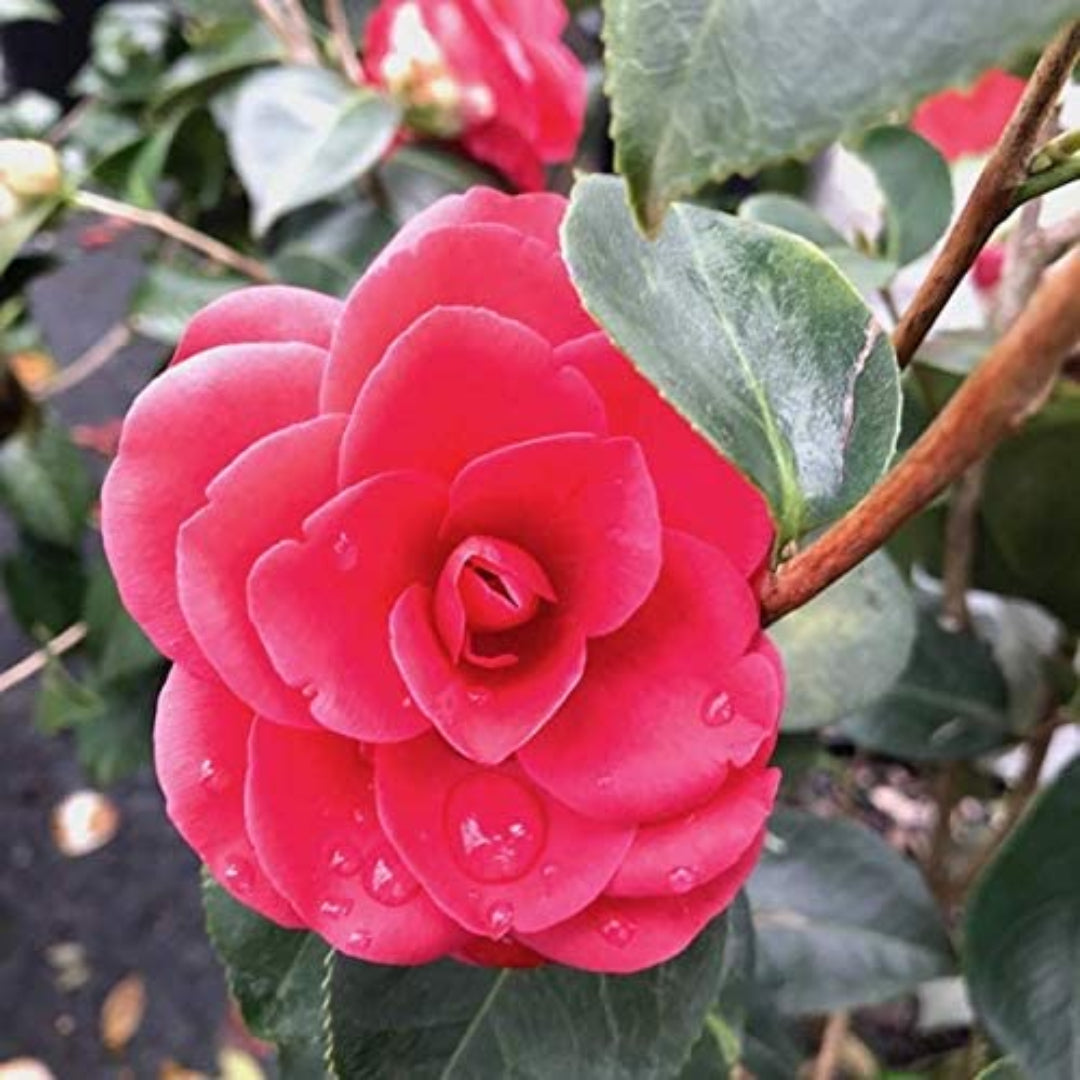 Arctic Rose Camellia plant showing cold-hardy pink blooms and glossy evergreen foliage.