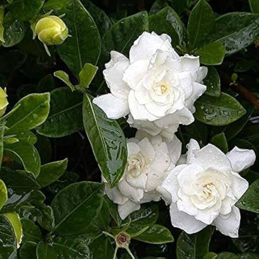 Potted Double Gardenia Tree for patio and landscape