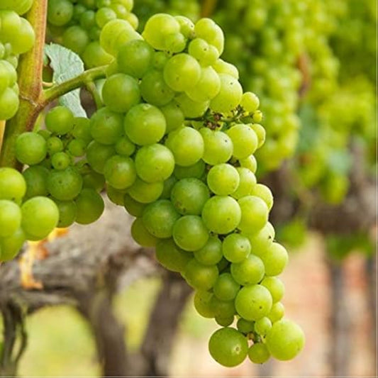 Chardonnay grape vine shrub growing in garden