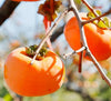 Japanese Persimmon