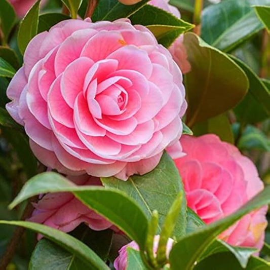 Camellia japonica Pink Perfection Flower Petals
