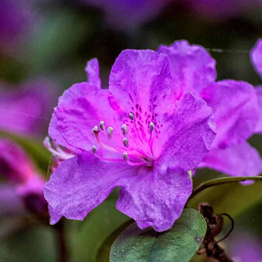 Royalty encore azalea – shrub