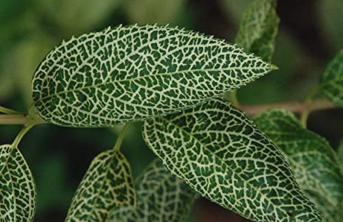 Forsythia" Kumson" Intricate Vein ( Spring Pre-Order ) - 2 Gallon