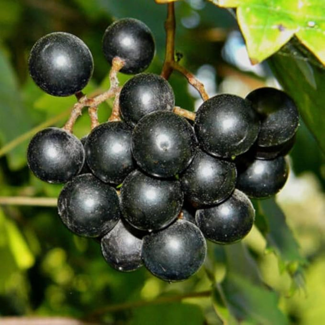Sweet Black Fry Muscadine Grape bunch