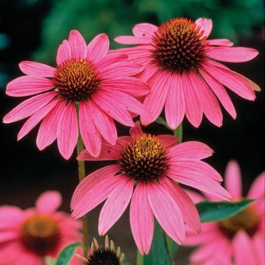 Pink Magnus Coneflower garden plant close-up