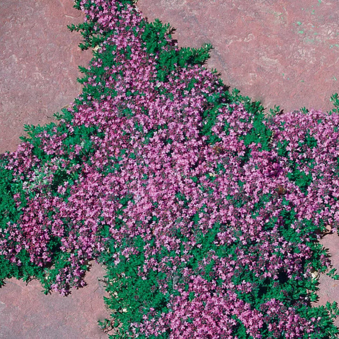 homeandgardensforless.com