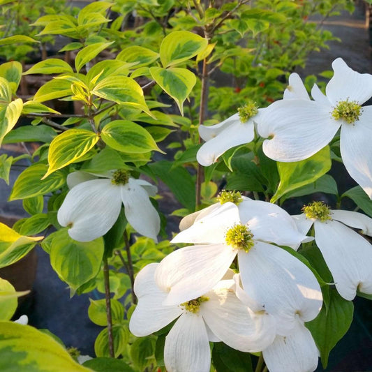 Blooming hybrid Dogwood Celestial Shadow