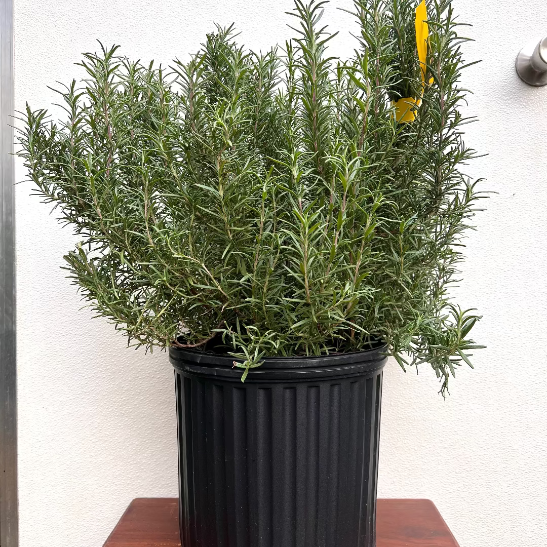 Rosemary Chef's choice Christmas Tree