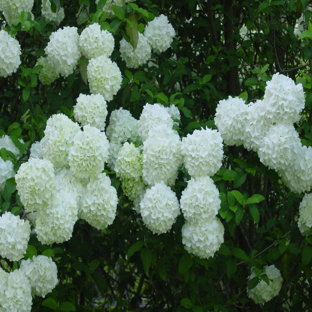 Large Chinese Snowball Viburnum Shrub Covered in White Spherical Flowers