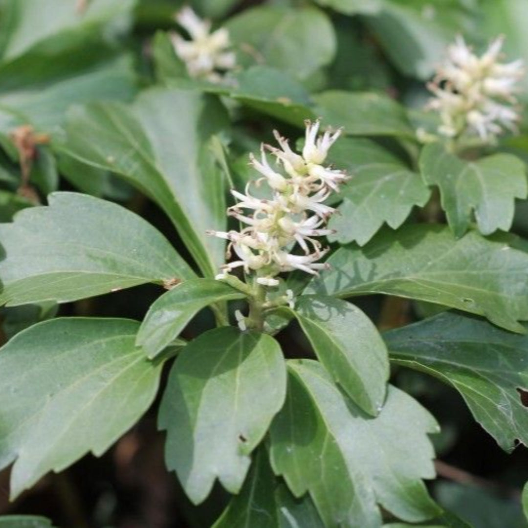 Pachysandra plant growing in garden bed