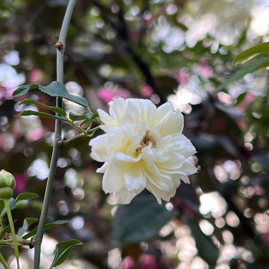 White Lady Banks Rose plant displaying cascading white blossoms on flexible canes