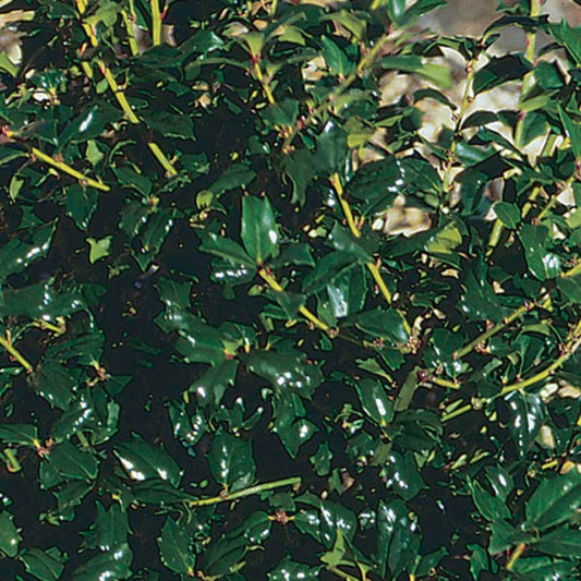 China Boy Ilex