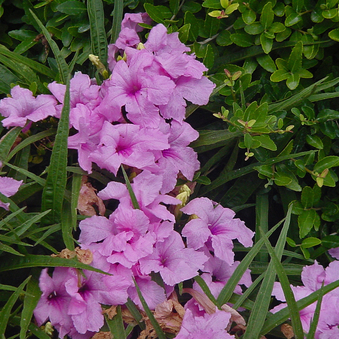 homeandgardensforless.com