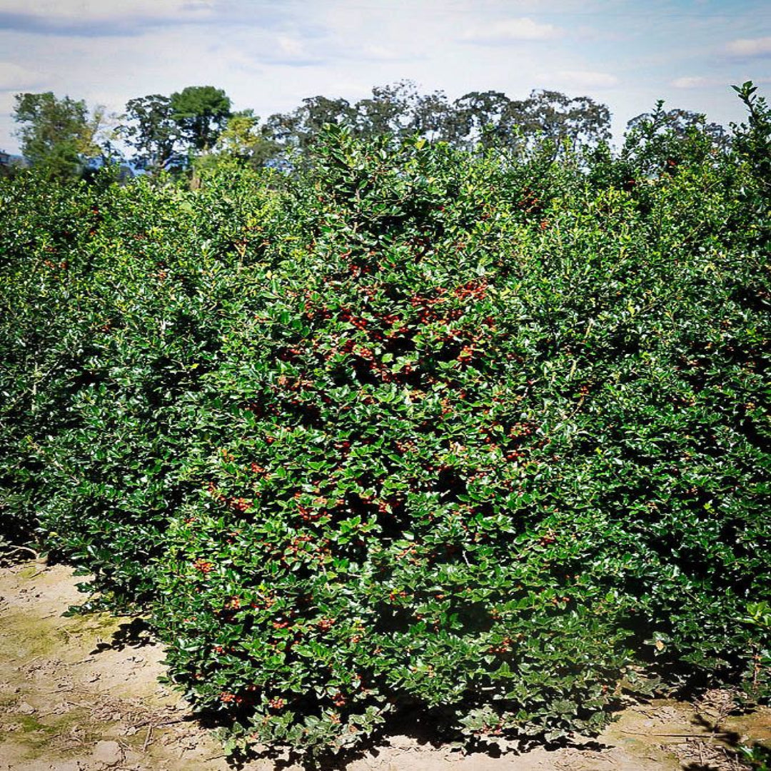Mature Liberty Holly shrub with glossy evergreen leaves used for landscaping