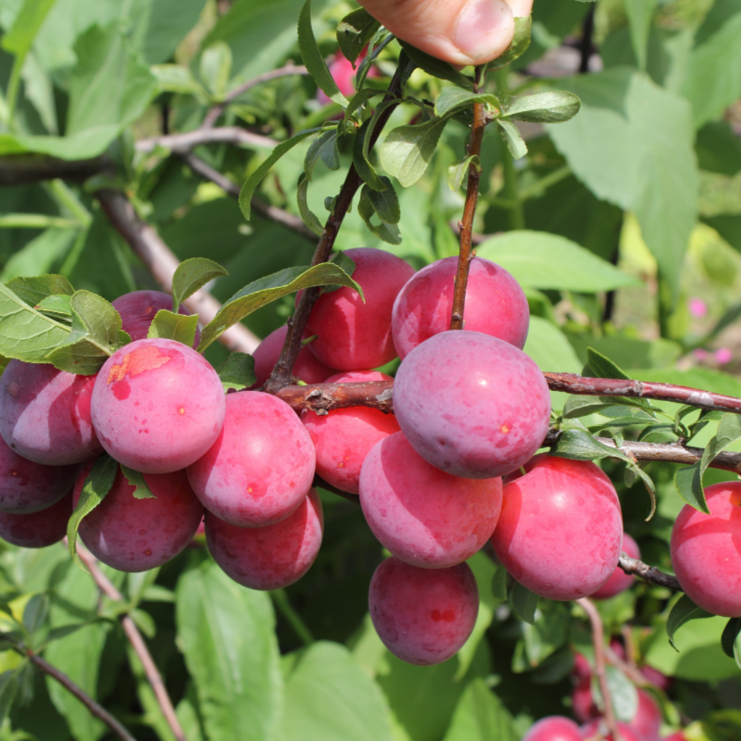 Fresh Ruby Sweet Plums displayed with smooth red-purple color.