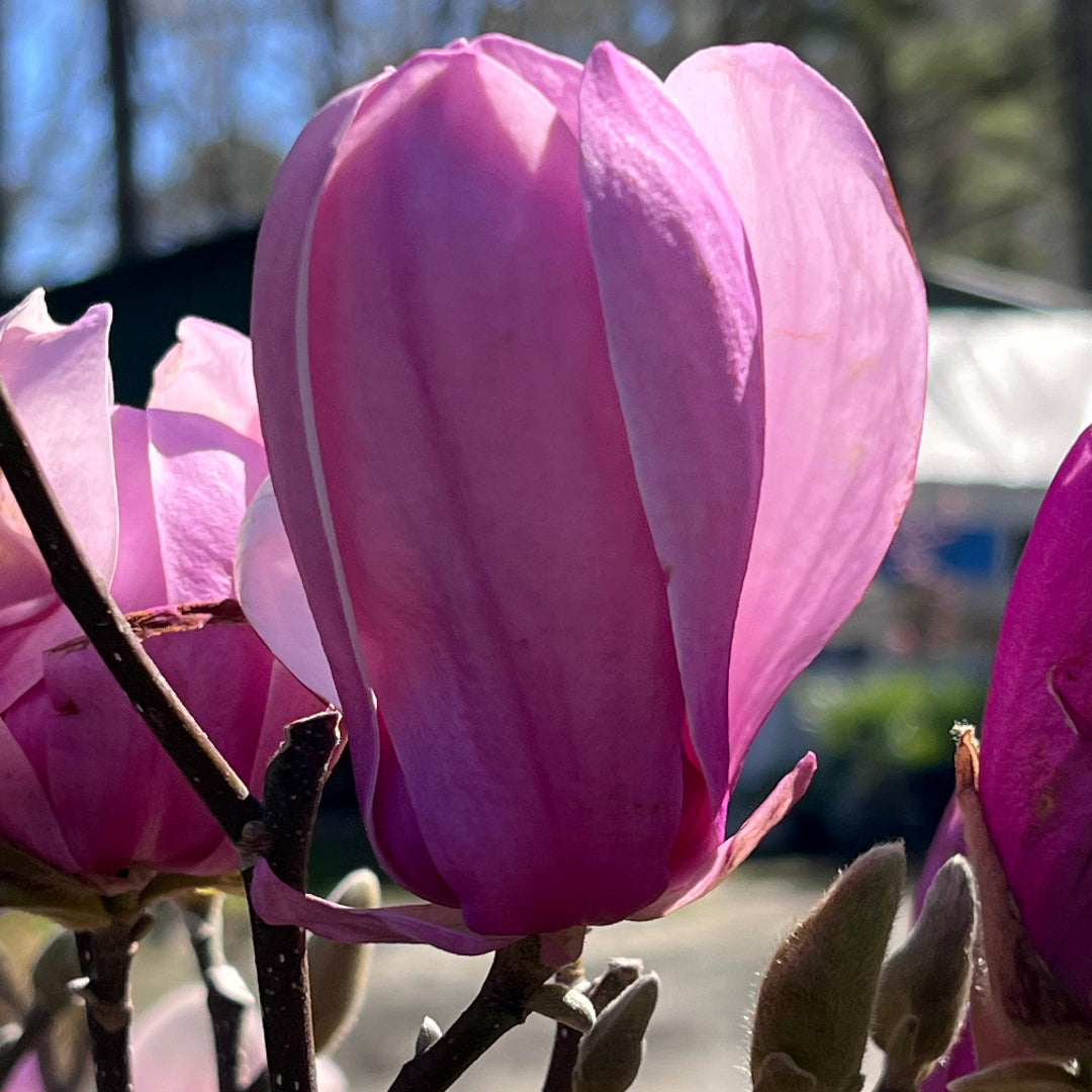 Early Spring Bloom of Jane Magnolia Flowers