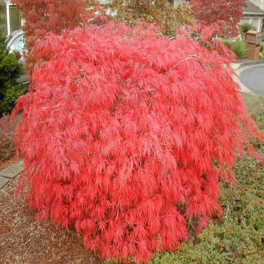 Orangeola Japanese Maple showing bright orange-red cascading foliage