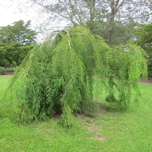 Reliance Seedless Grape Vine with Ripening Fruit