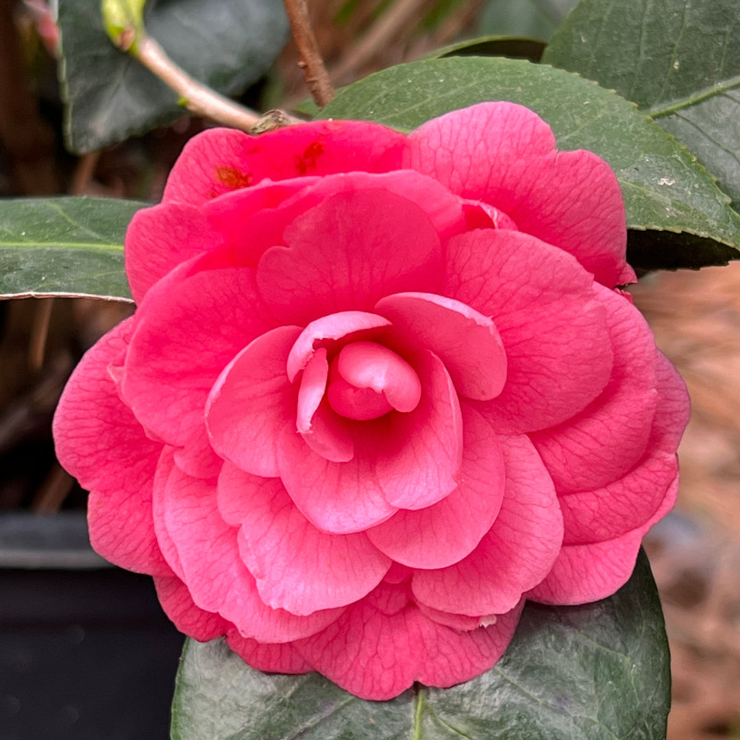 Beautiful bright pink camellia flower in full bloom with glossy green leaves