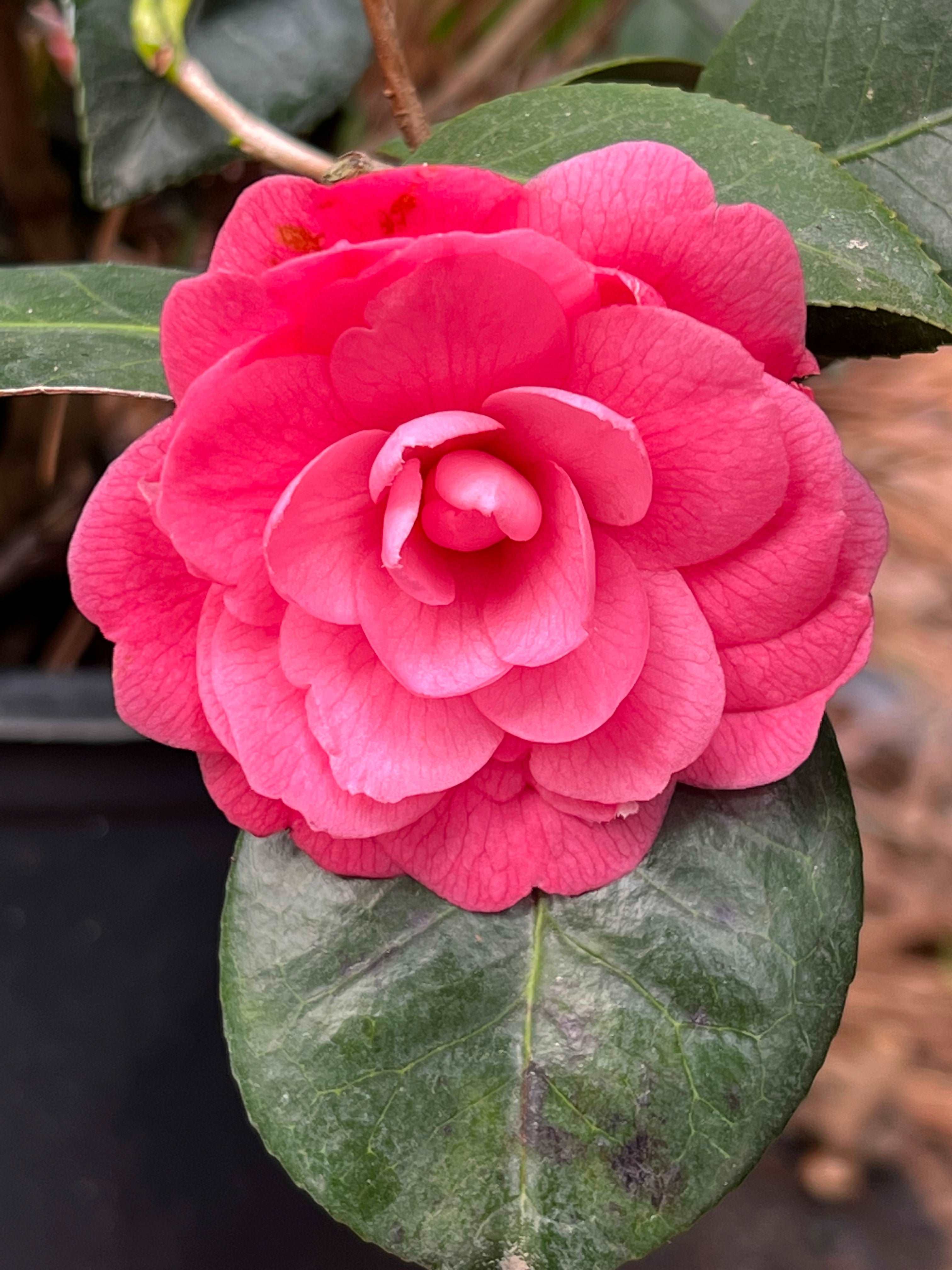 Camellia April Kiss Plant