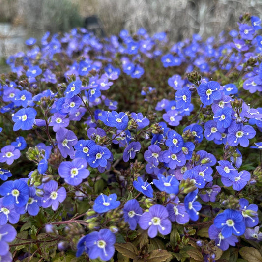 Veronica Georgia Blue Speedwell flowers