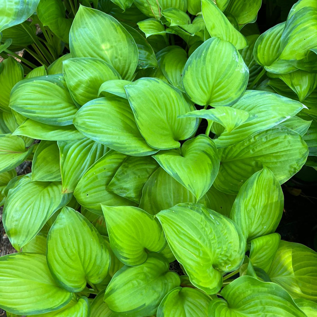 Hosta 'Guacamole' Plantain Lily