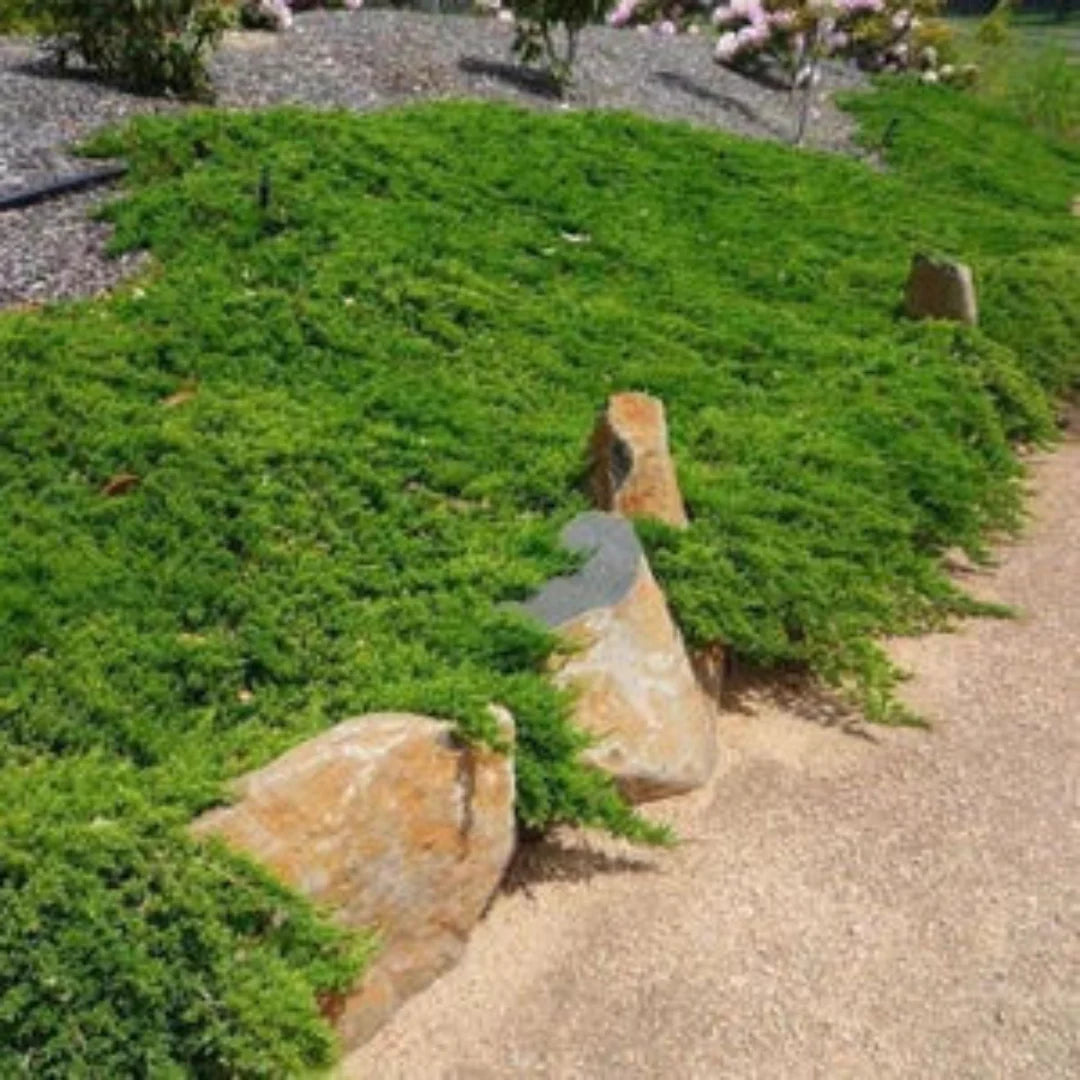 Healthy Parsoni Juniper nursery plant