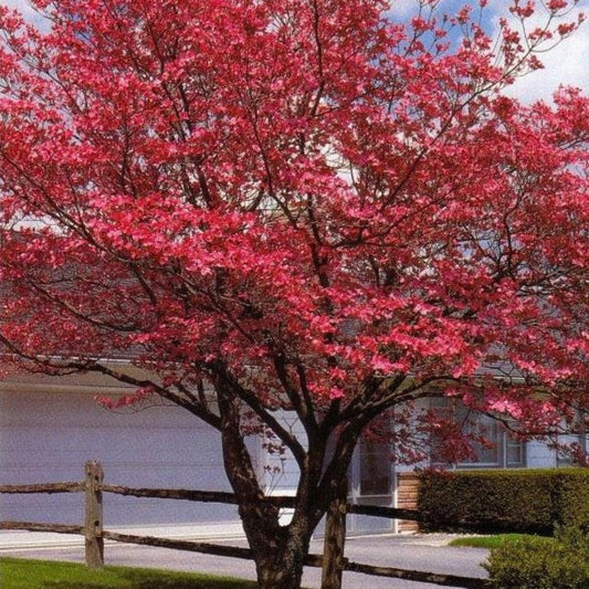 Red Flowering Dogwood Tree – Vivid Red Blooms | Live Native Tree | Zones 5–8 live plant for landscaping and home gardens