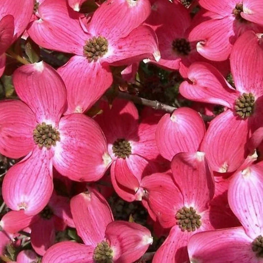 Cornus sericea Coral Red Dogwood in landscape