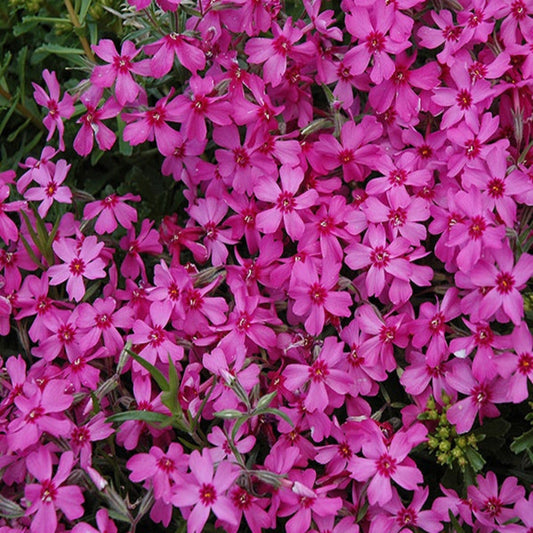 Red Wing Creeping Phlox ground cover