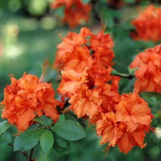 Orange flowering Gibraltar Azalea in landscape garden