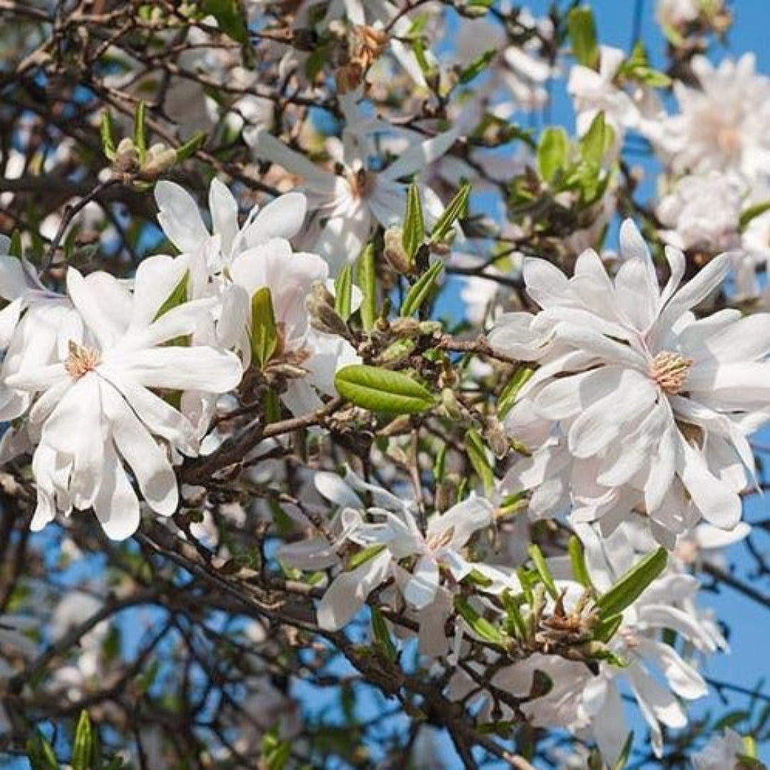 Centennial magnolia white flower tree with healthy green foliage in nursery pot