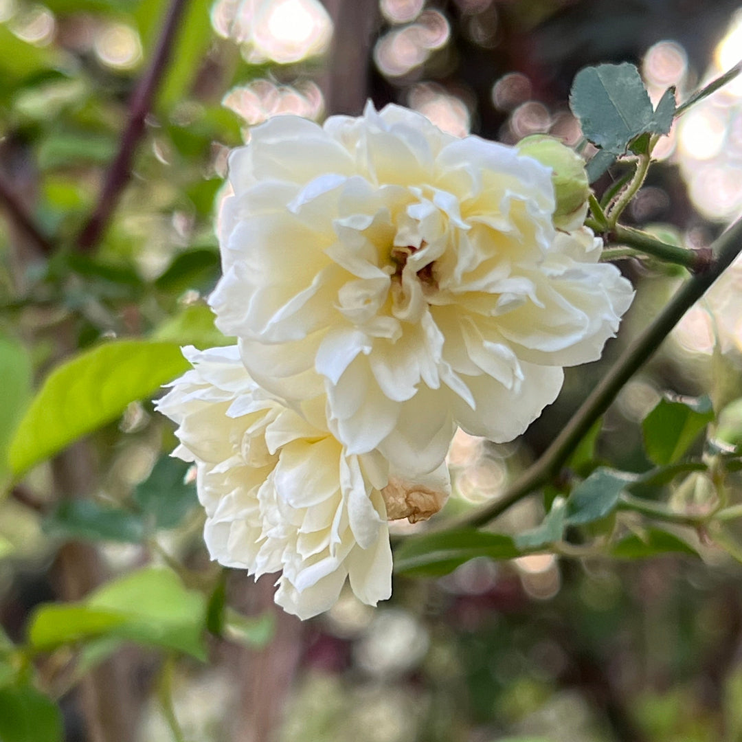 Close-up of White Lady Banks Rose flowers with small creamy-white clusters