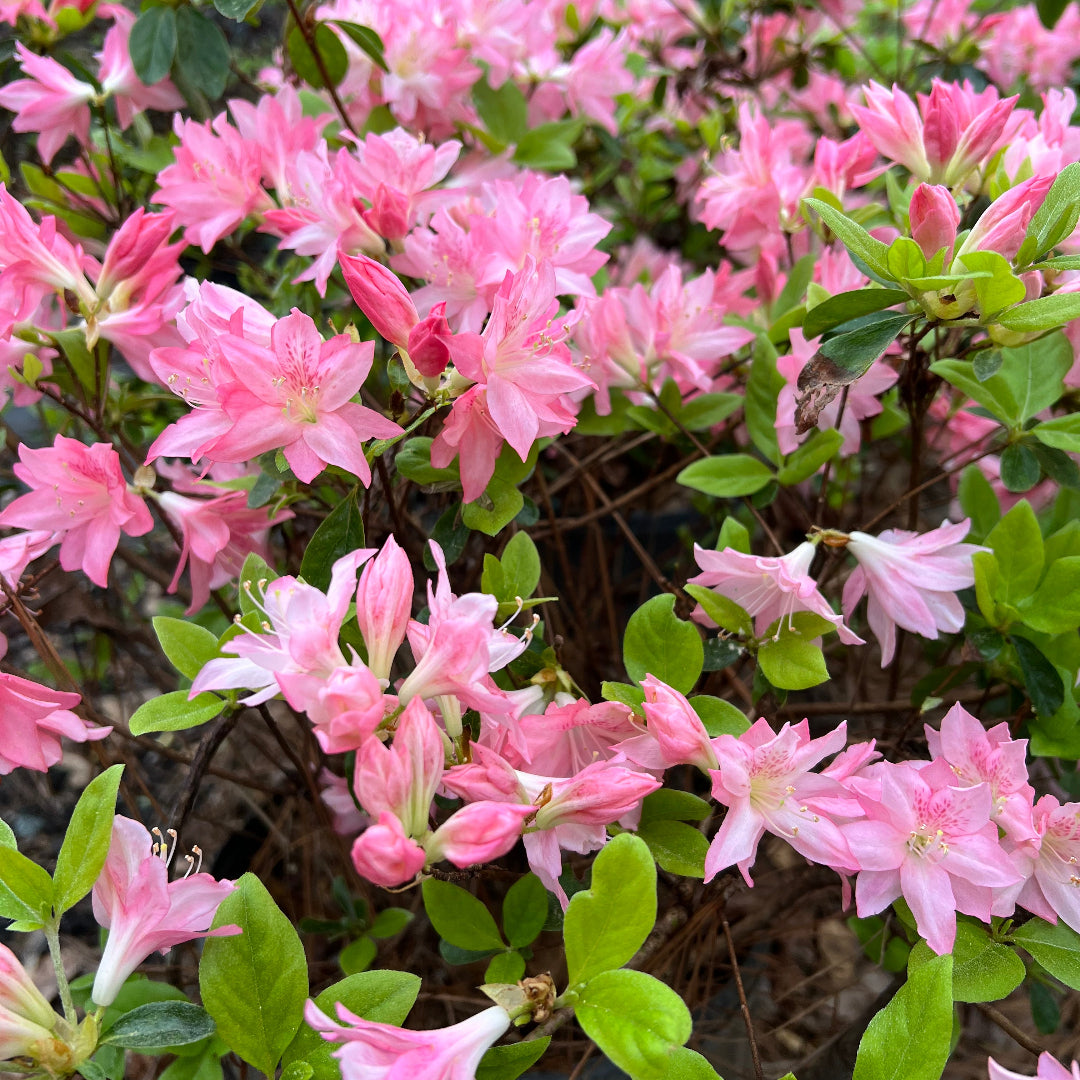 Hampton Beauty Azalea