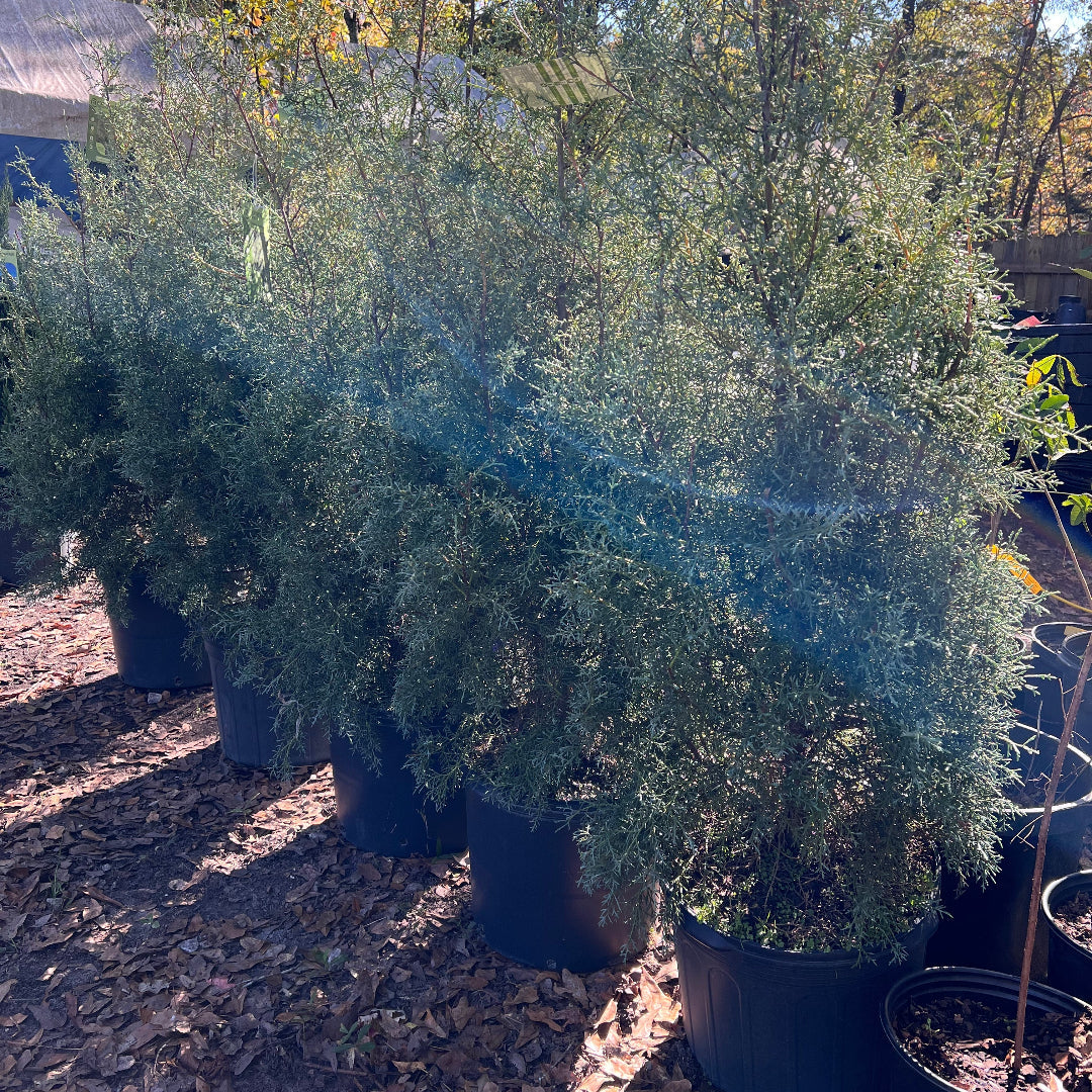 Healthy Carolina Sapphire evergreen tree with dense blue-green foliage growth