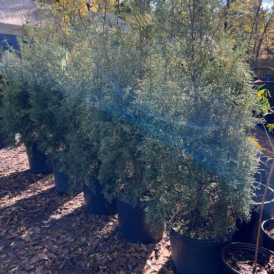 Healthy Carolina Sapphire evergreen tree with dense blue-green foliage growth