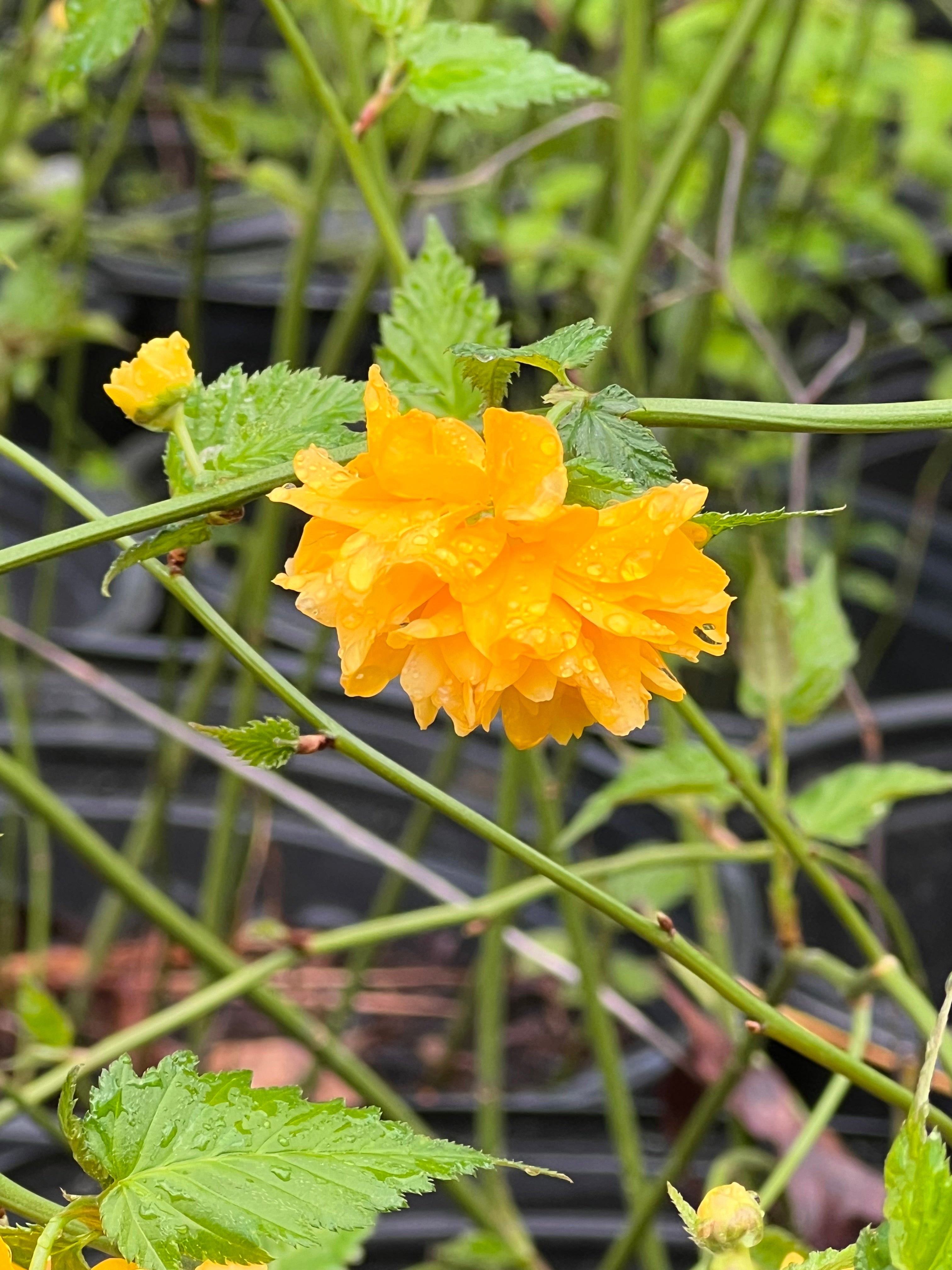 Spring blooming Japanese Kerria shrub ideal for garden borders