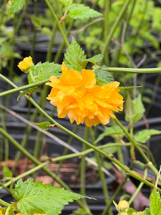 Spring blooming Japanese Kerria shrub ideal for garden borders