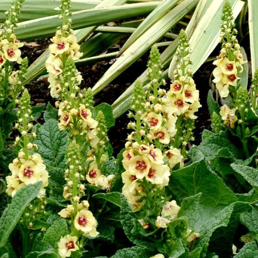 Verbascum 'Dark Eyes' Mullein