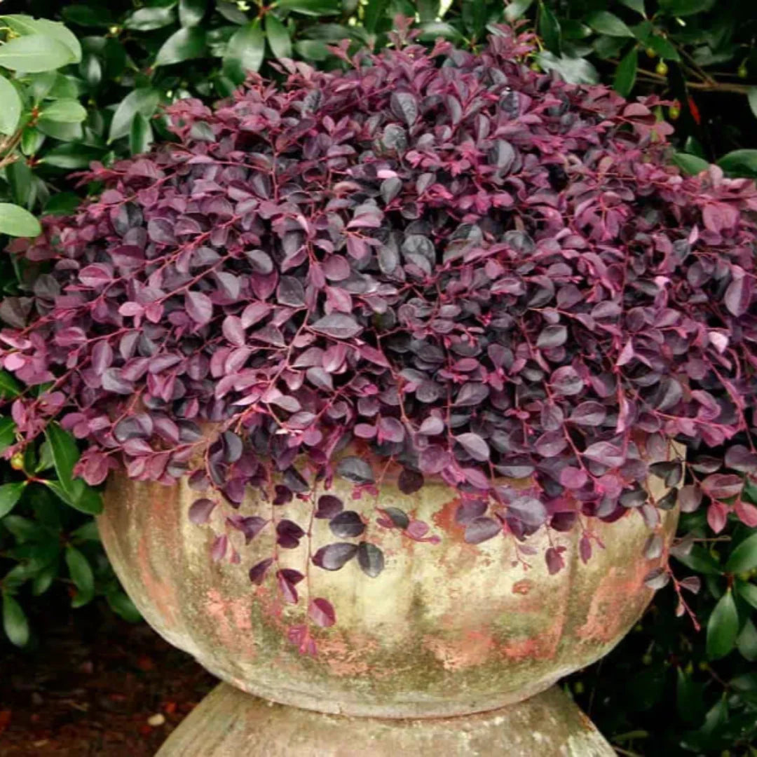 homeandgardensforless.com