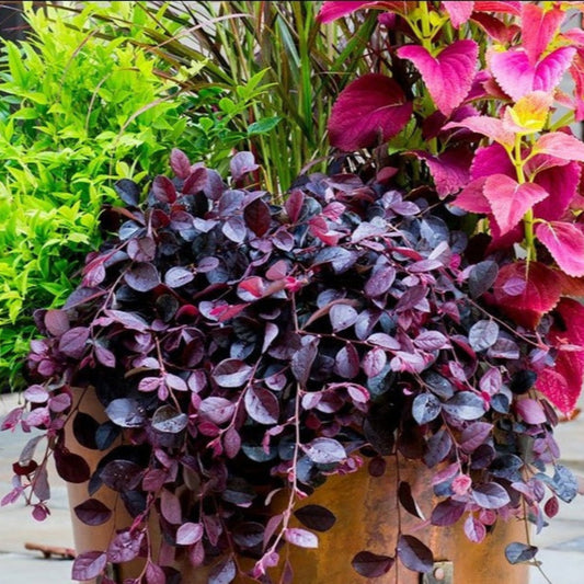 Dwarf Weeping Loropetalum – flowering shrub
