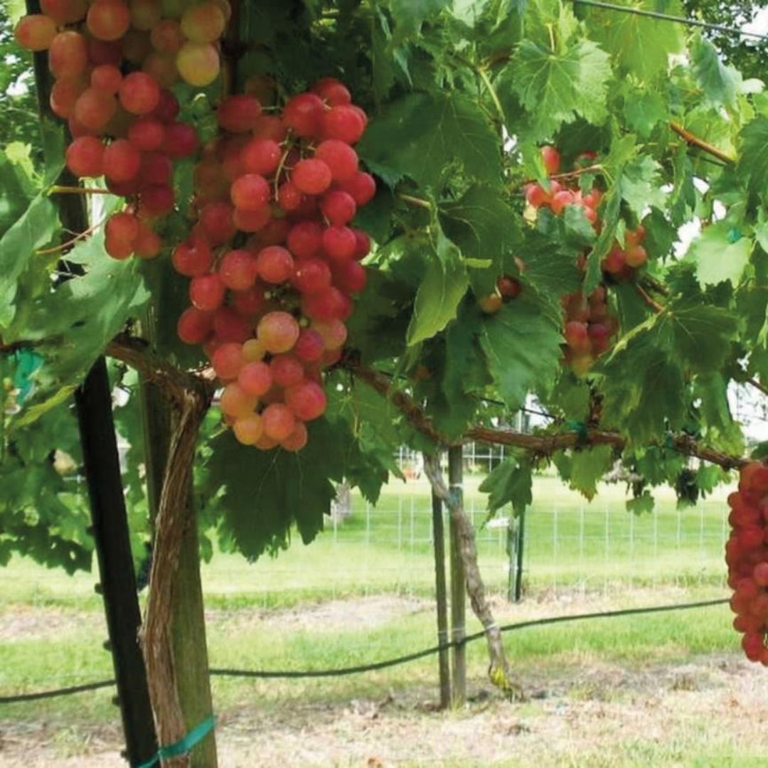 Victoria Raisin Victoria Red Grape Vine | Pixies Gardens